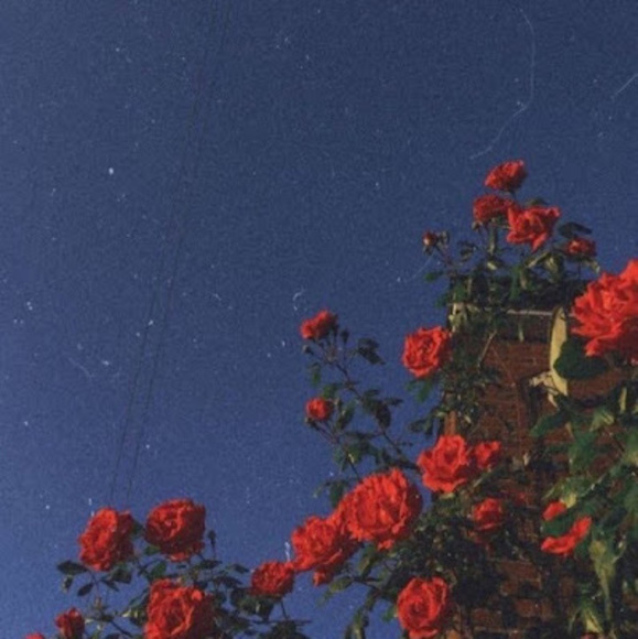 Meet your Posher, Selma - Picture 1 of 1